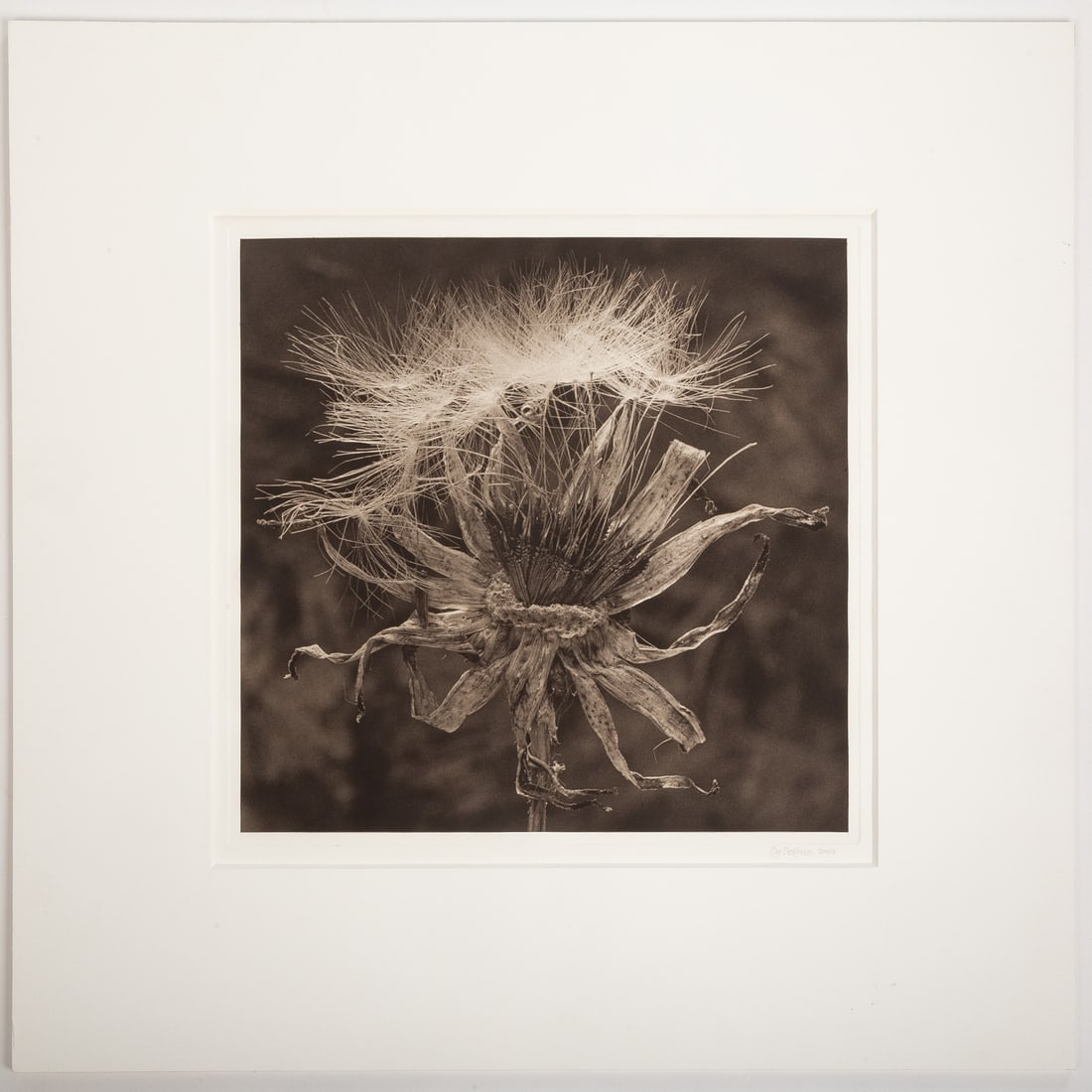 Cy DeCosse. "Dried Dandelion Bouquet," photograph: (American, b. 1929) Photogravure, 2002, signed and dated "Cy DeCosse" lr, sight size: 13 3/4 x 13 3/4 in., framed size: 22 1/2 x 18 3/4 in., unframed From a private Baltimore collection