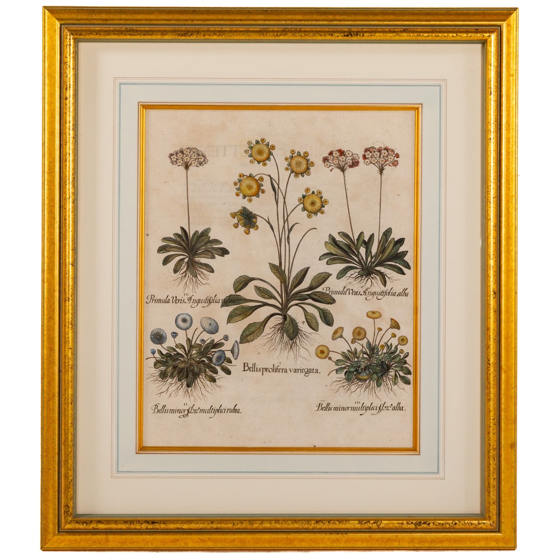 Basilius Besler. "Bellis Prolifera Variegata," engraving: (German, 1561-1629) Hand colored engraving from "Hortus Eystettensis," 1613, sight size: 19 1/4 x 15 1/2 in., framed size: 31 1/3 x 27 1/2 in. Provenance: From a private Maryland collection