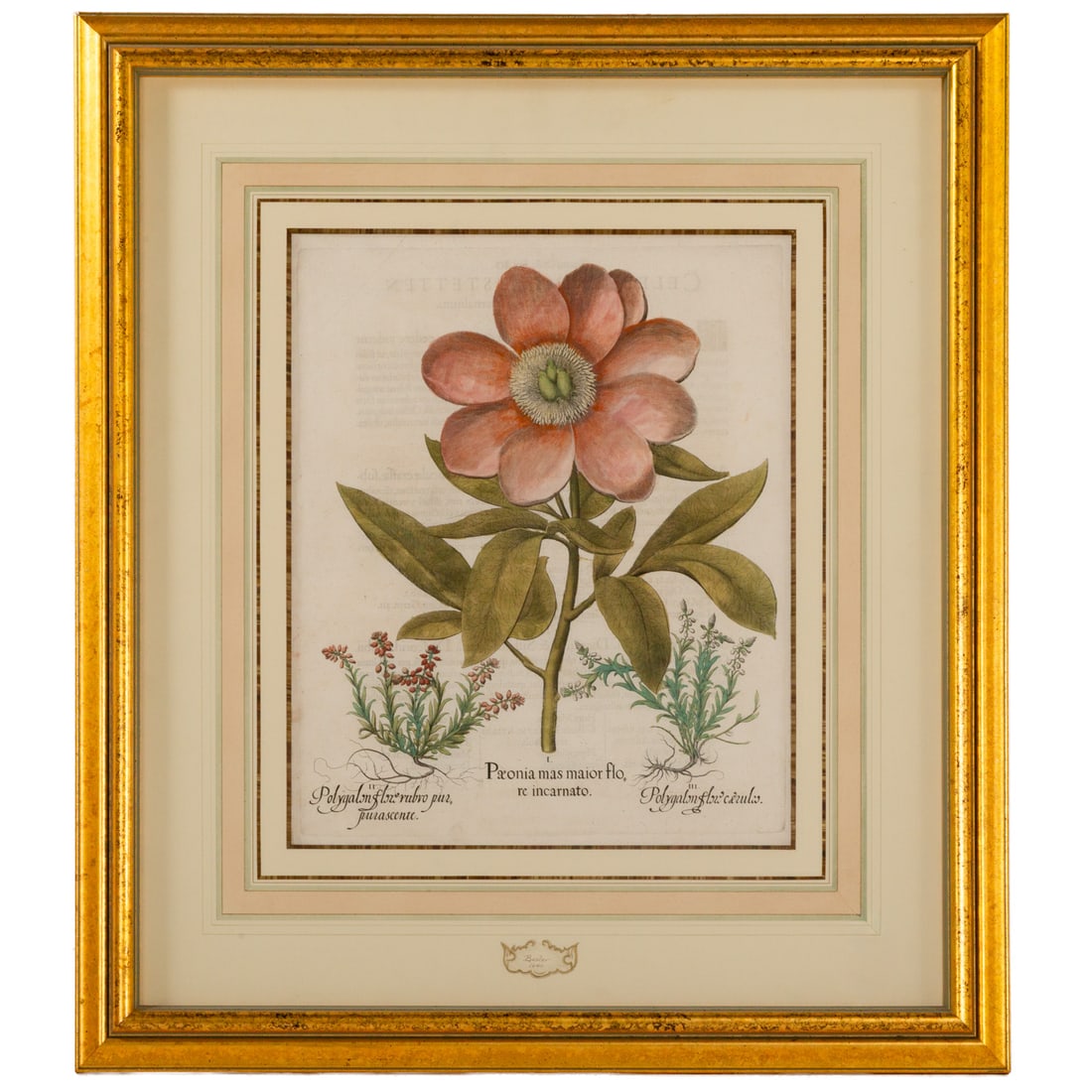 Basilius Besler. "Paeonia Mas Maior," engraving: (German, 1561-1629) Hand colored engraving from "Hortus Eystettensis," 1613, sight size: 19 1/4 x 15 3/4 in., framed size: 33 1/2 x 29 1/2 in. Provenance: From a private Maryland collection