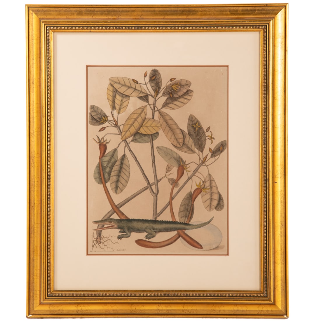 Mark Catesby. "Alligator with Mangrove Tree," engraving (1 of 4)