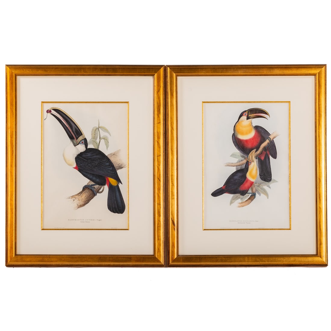John Gould. Two Toucan Lithographs: (British, 1804-1881) "Ramphastos Dicolorus, Red Breasted Toucan" and "Ramphastos Cuvieri, Cuvier's Toucan," sight sizes: 19 1/2 x 13 in., framed sizes: 31 1/2 x 24 3/4 in. Provenance: From a private M