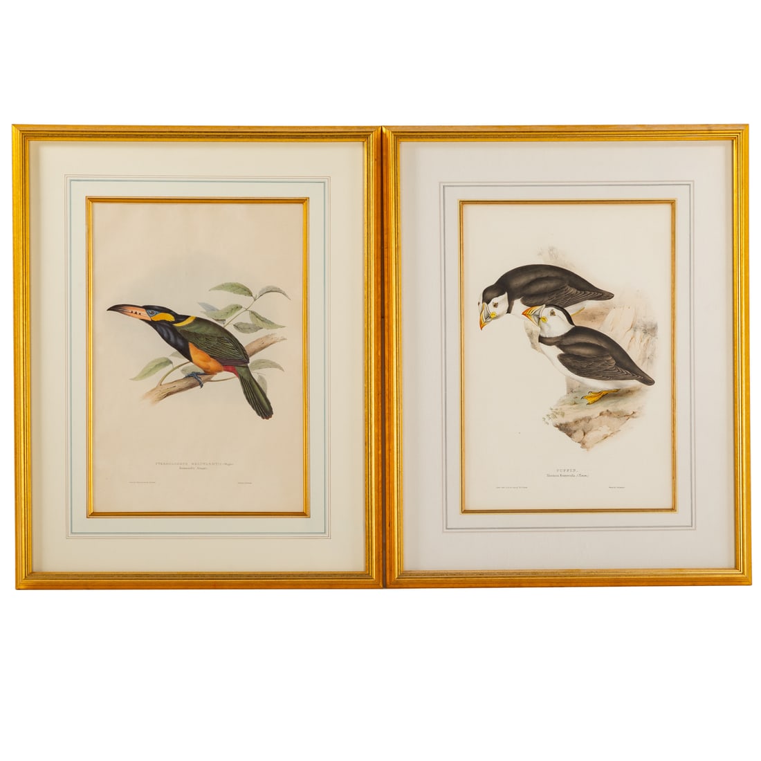 John Gould. Two Ornithological Lithographs (1 of 8)
