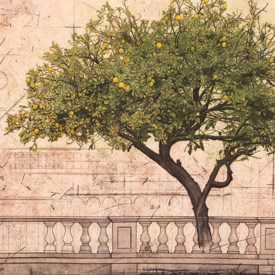 David Smith Harrison. "The Lemon Tree," etching - 2