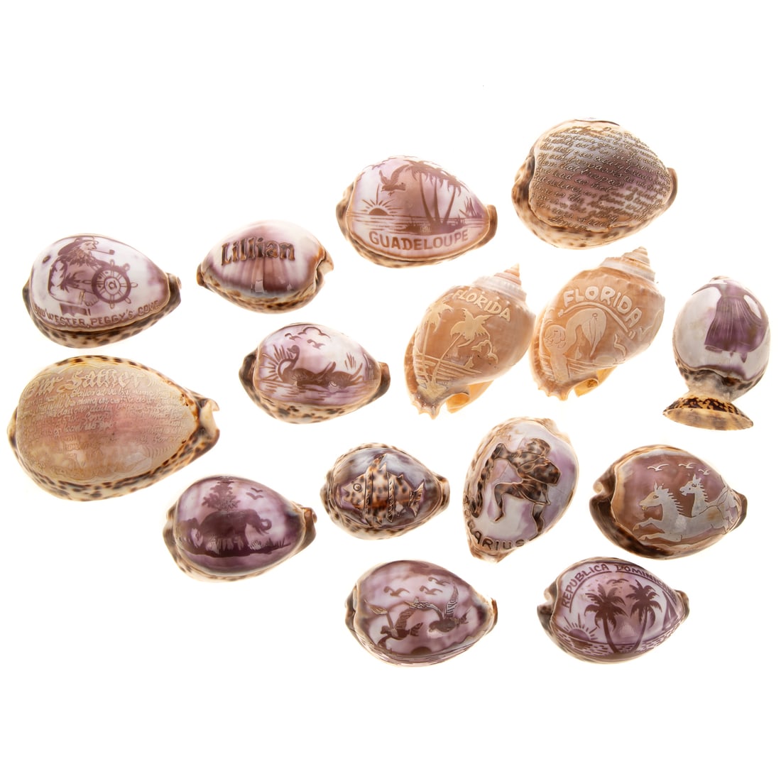 15 Cowrie & Other Shell Cameo Carvings: Various sizes