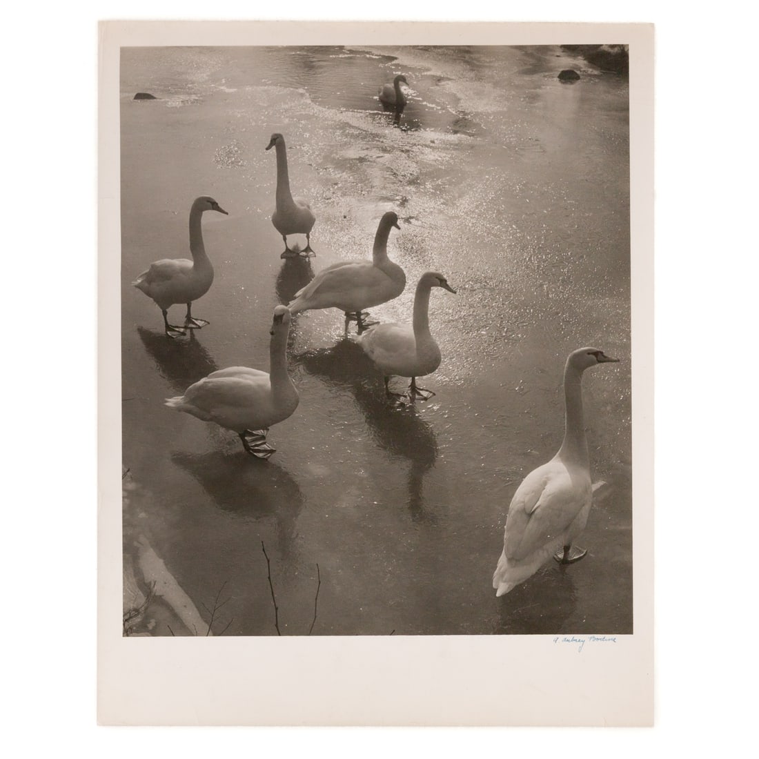 A. Aubrey Bodine. "Swans," photograph: (American, 1906-1970) Gelatin silver print, signed "A. Aubrey Bodine" lr, photographer stamps on verso,14 x 11 in., unframed Provenance: From a private Maryland collection