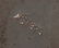Seven American sterling silver table articles - 2