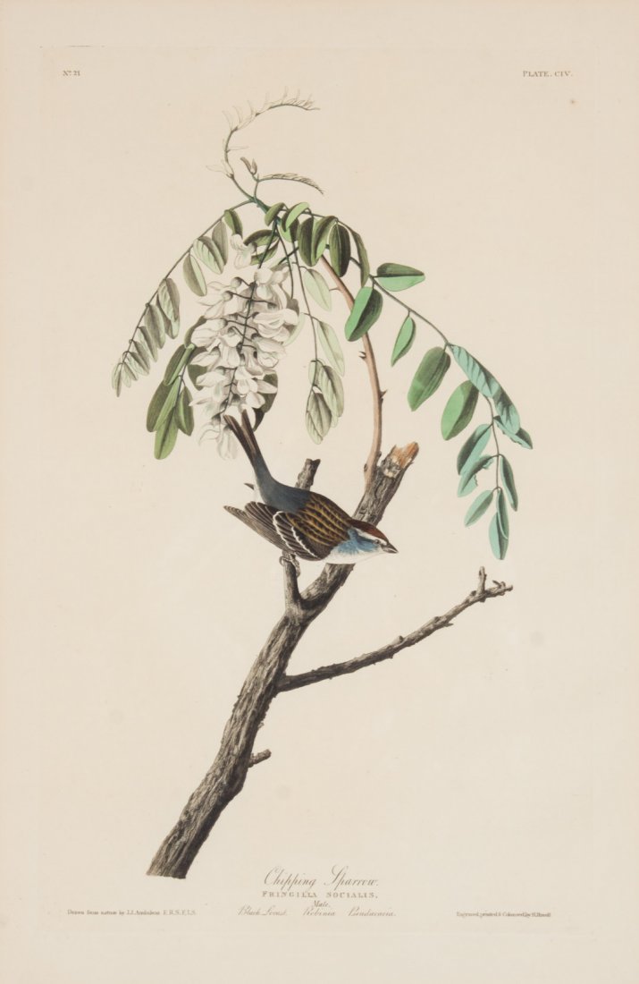 Audubon "Chipping Sparrow", engraving: John James Audubon (American, 1785-1851."Chiping Sparrow", No. 21. Plate CIV, from "Birds of America" hand-colored engraving, Havell Edition, Double Elephant Folio, plate size: 19 1/4 x 12 1/4 in., si