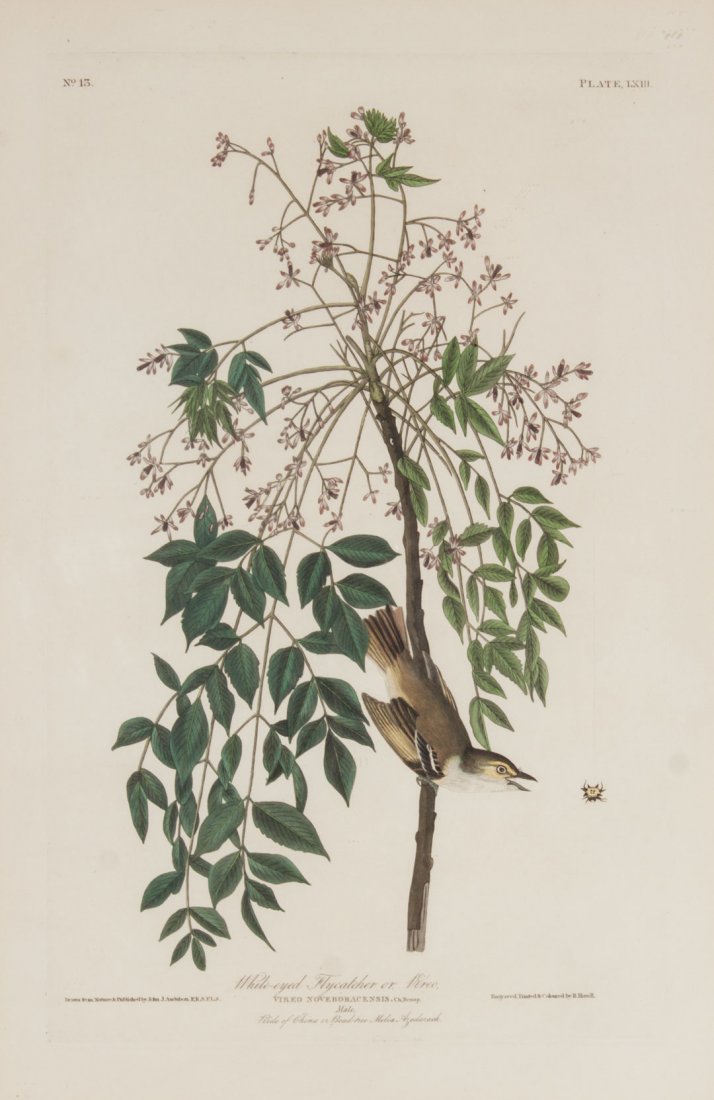 Audubon "White-eyed Flycatcher", engraving: John James Audubon (American, 1785-1851."White-eyed Flycatcher or Vireo", No. 13. Plate LXIII, from "Birds of America" hand-colored engraving, Havell Edition, Double Elephant Folio, plate size: 19 1/2