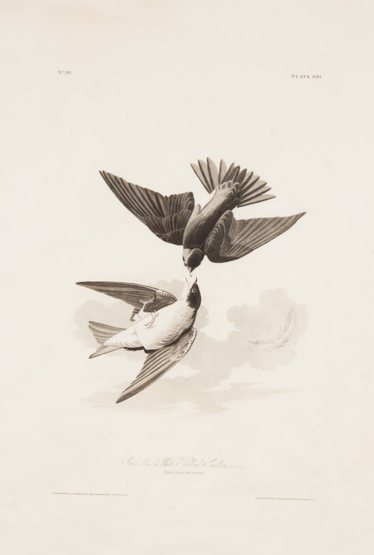 John James Audubon. "Swallow," engraving: (American, 1785-1851). Green-blue, or White Bellied Swallow," engraving, 19 1/8 x 12 in., framed