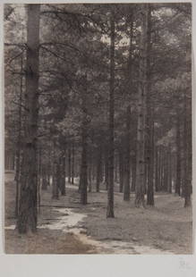 Frederick Evans "Stand of Trees," platinum print: Frederick Henry Evans (American, 1853-1943). 1893, initialed "F.H.E." lr, 5 1/8 x 3 3/4 in., unframed. Hans P. Kraus Jr., Fine Photographs, New York label on inside of mat