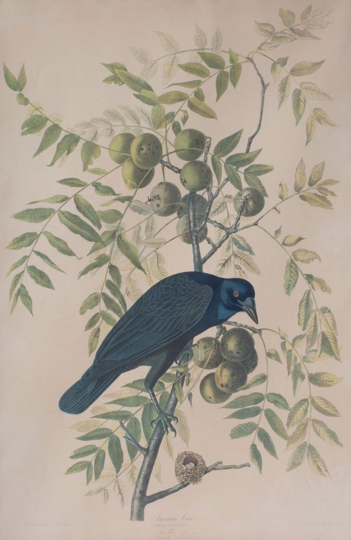 Julius Bien, after Audubon. "American Crow," litho (1 of 7)