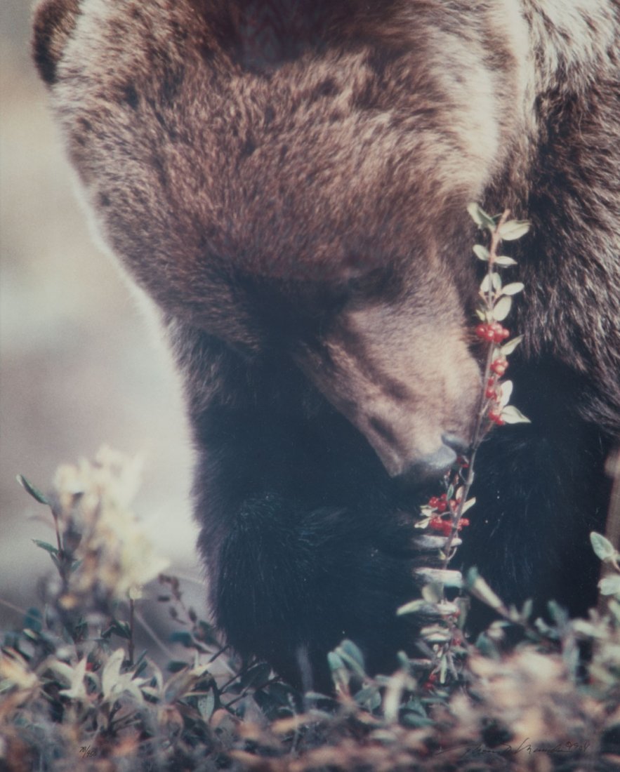 Thomas D. Mangelsen brown bear photograph: (American, 1945), 78/950, signed lr, framed, frame - 28 x 24 in.