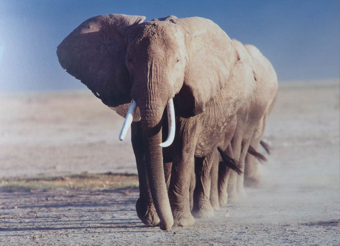 Thomas D. Mangelsen. Amboseli Crossing photograph (1 of 5)