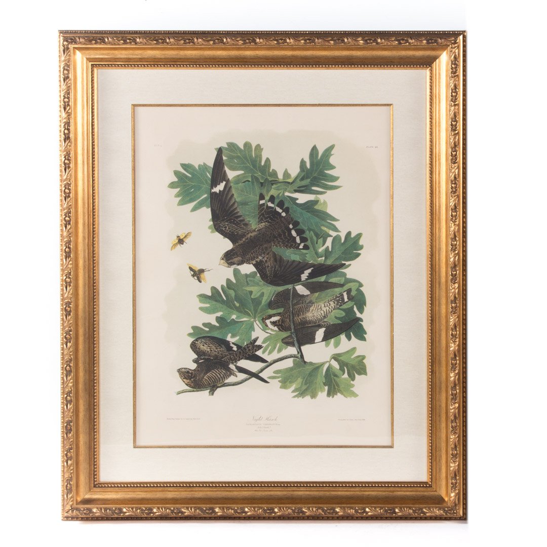 After John J. Audubon. "Night Hawk," lithograph (1 of 3)