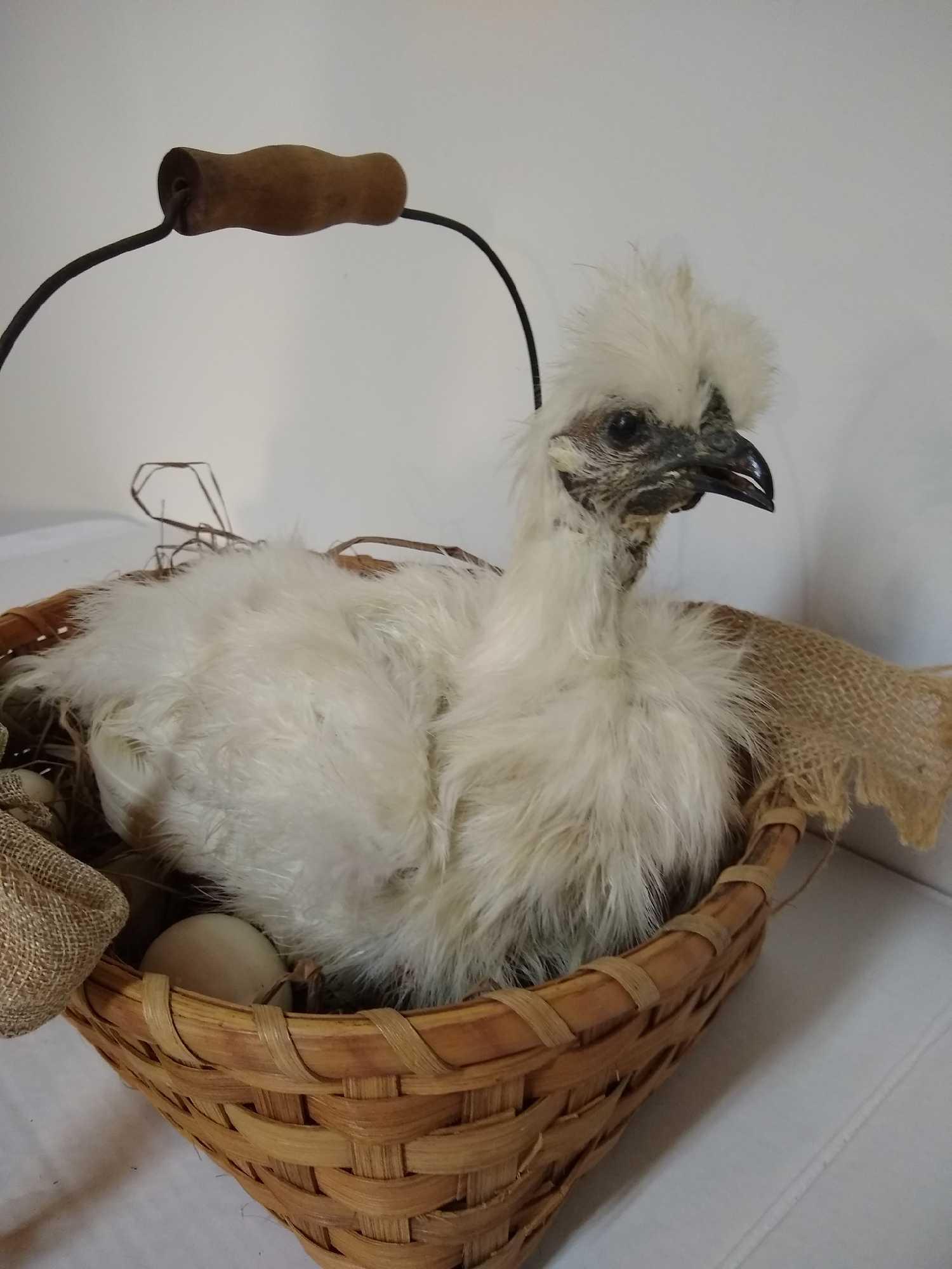 Rare white Silky Chicken: Rare white Silky Chicken in a basket with porcelain eggs. Very unusual and unique.