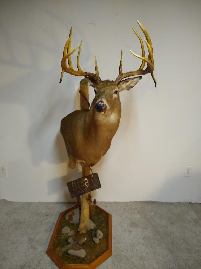Beautiful 12 point Whitetail on Fence Post: Beautiful 12 point Whitetail on Fence Post with double drop tune. Realistic Habitat and Superior Taxidermy. Rack scores 181.