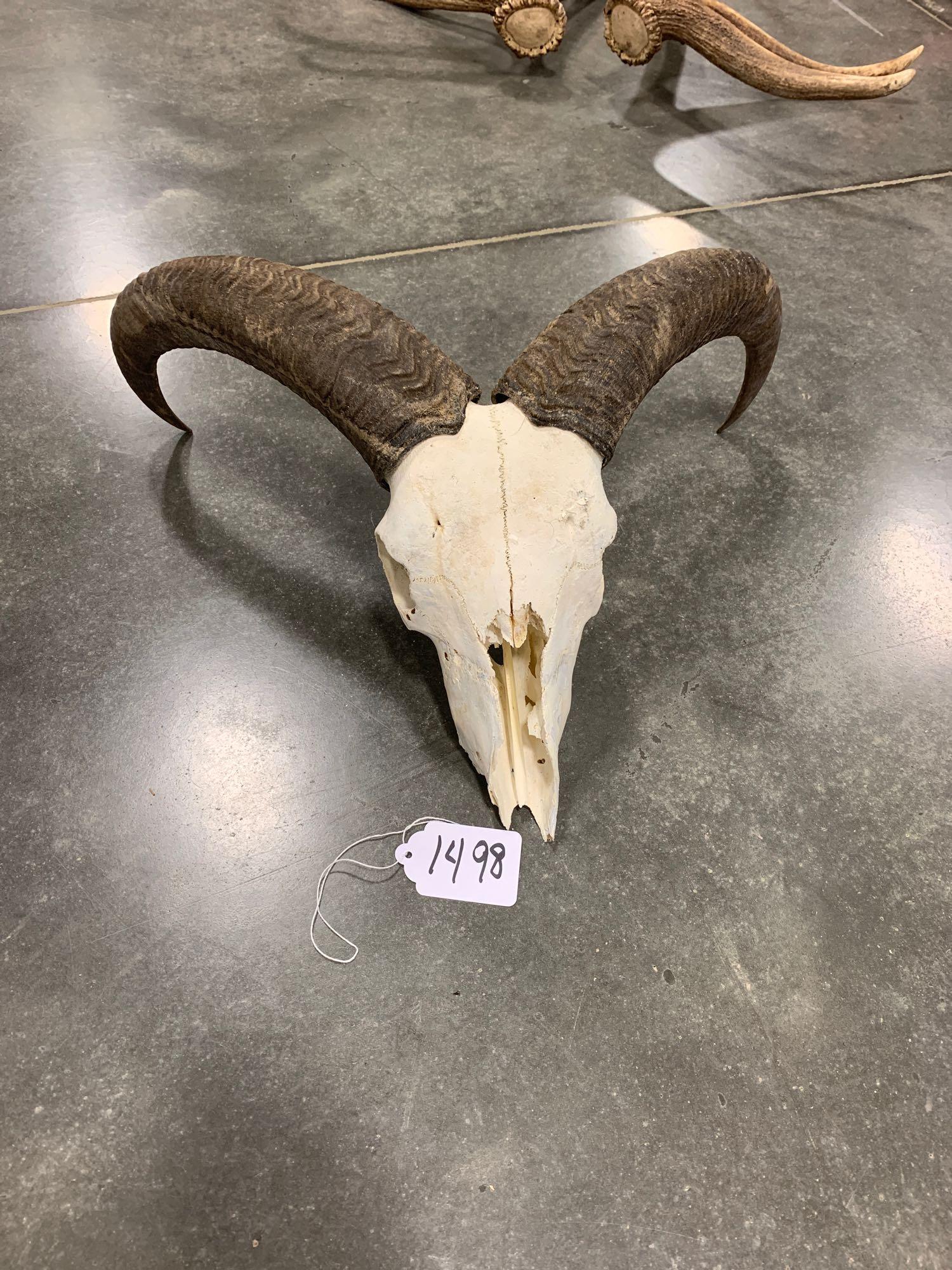 Ram with skull: .