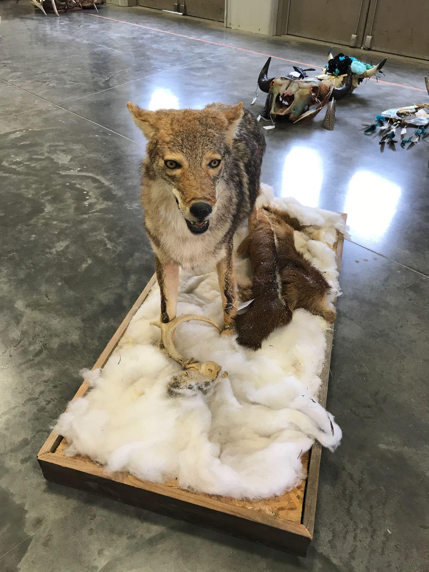 Full body mount coyote: .