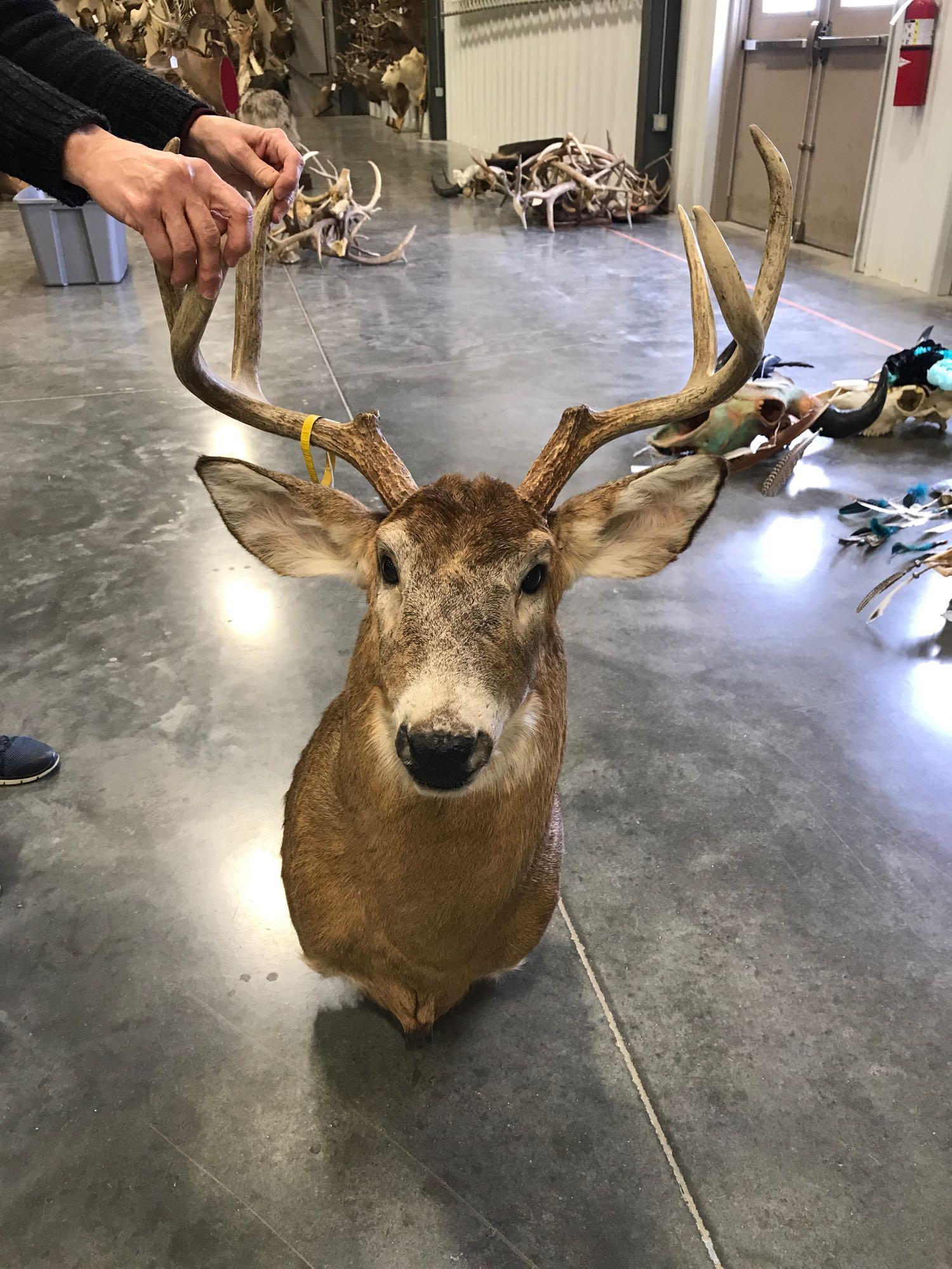 Whitetail shoulder mount: 3x3