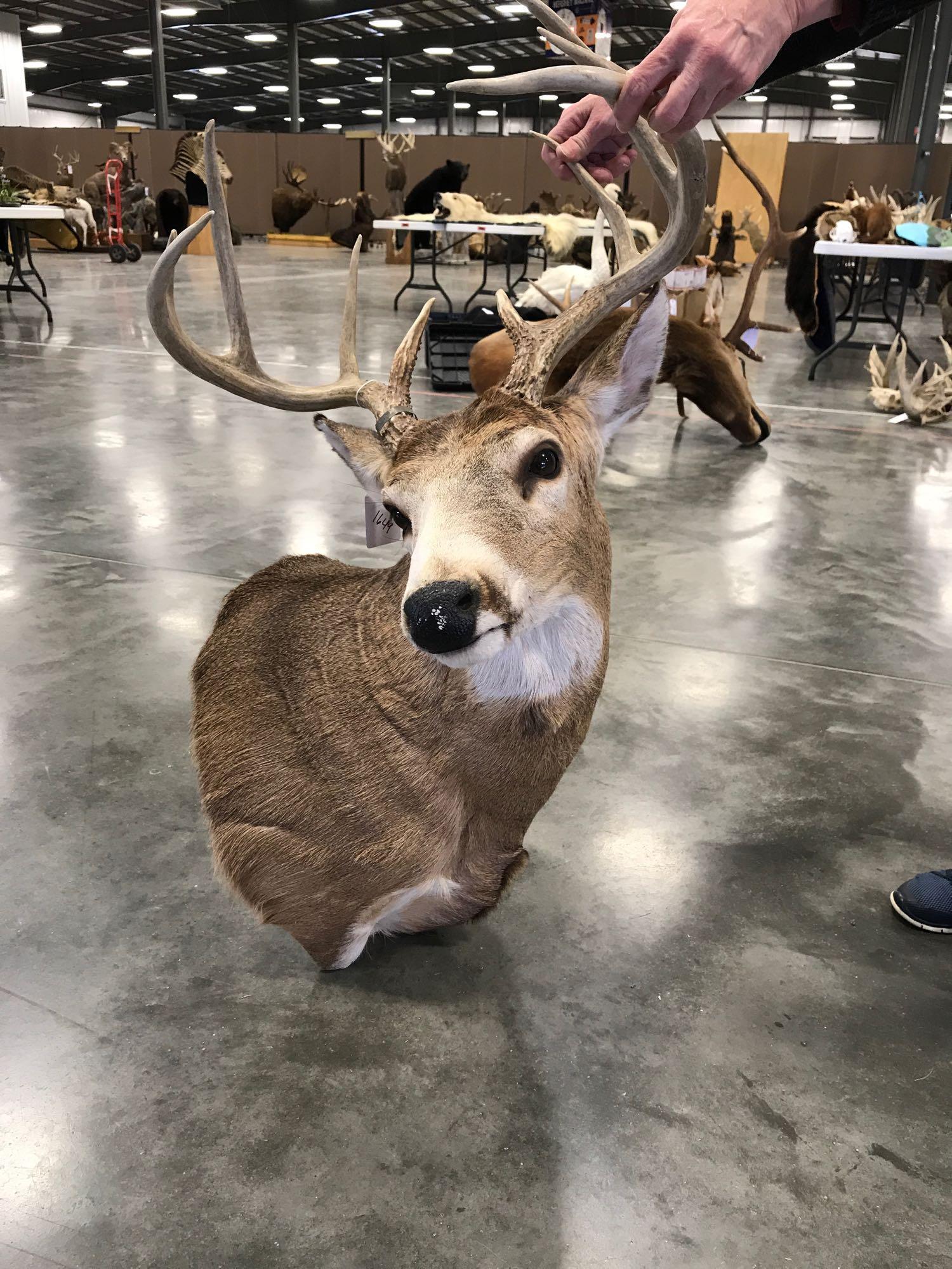 Whitetail shoulder mount: 5x5