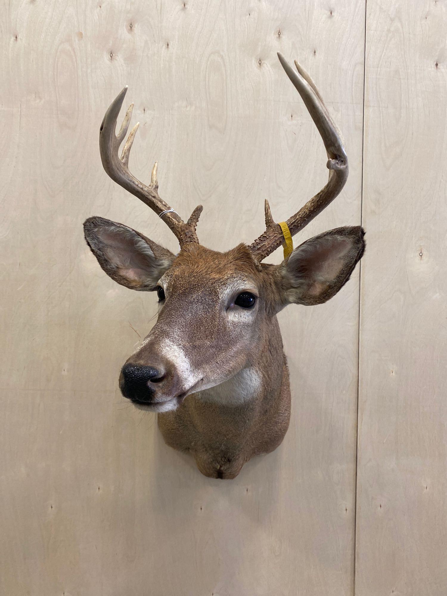Whitetail: 10 point whitetail shoulder mount.