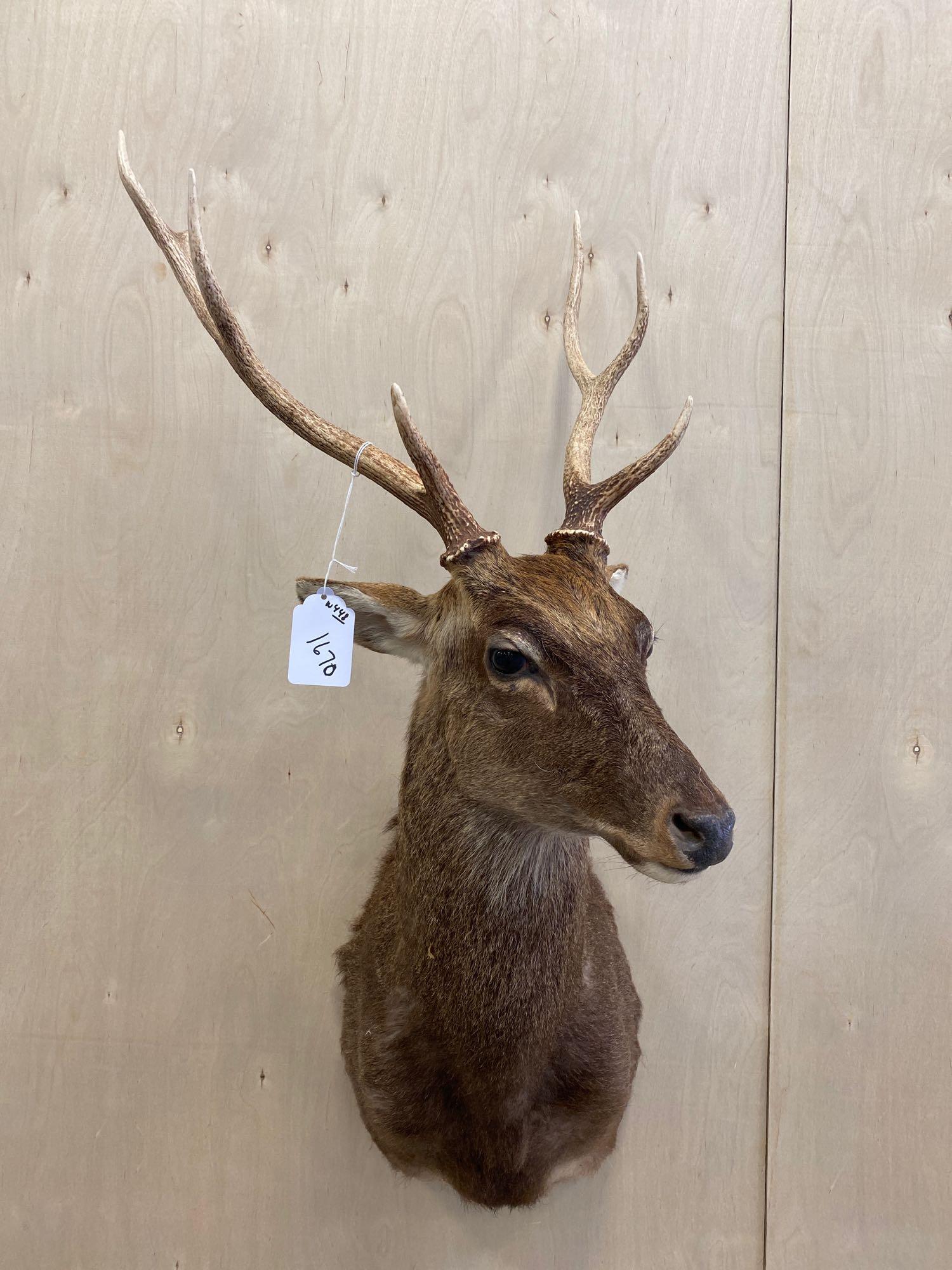 Sika: Sika shoulder mount. 7 point.