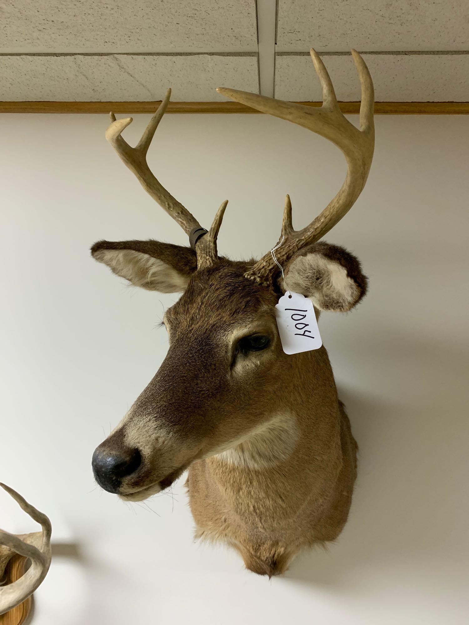 Whitetail: Two small whitetail shoulder mounts