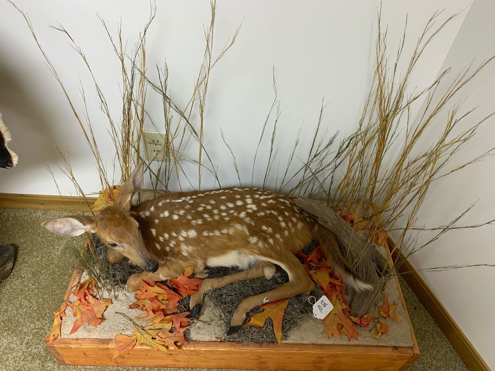 Whitetail fawn: Full body Whitetail baby fawn
