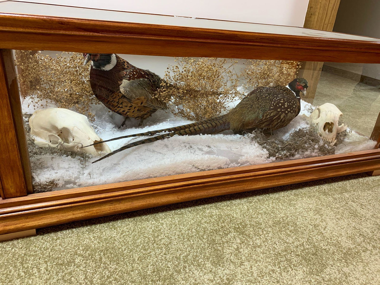 To pheasants with two black bear skulls in a case: To pheasants with two black bear skulls in a case