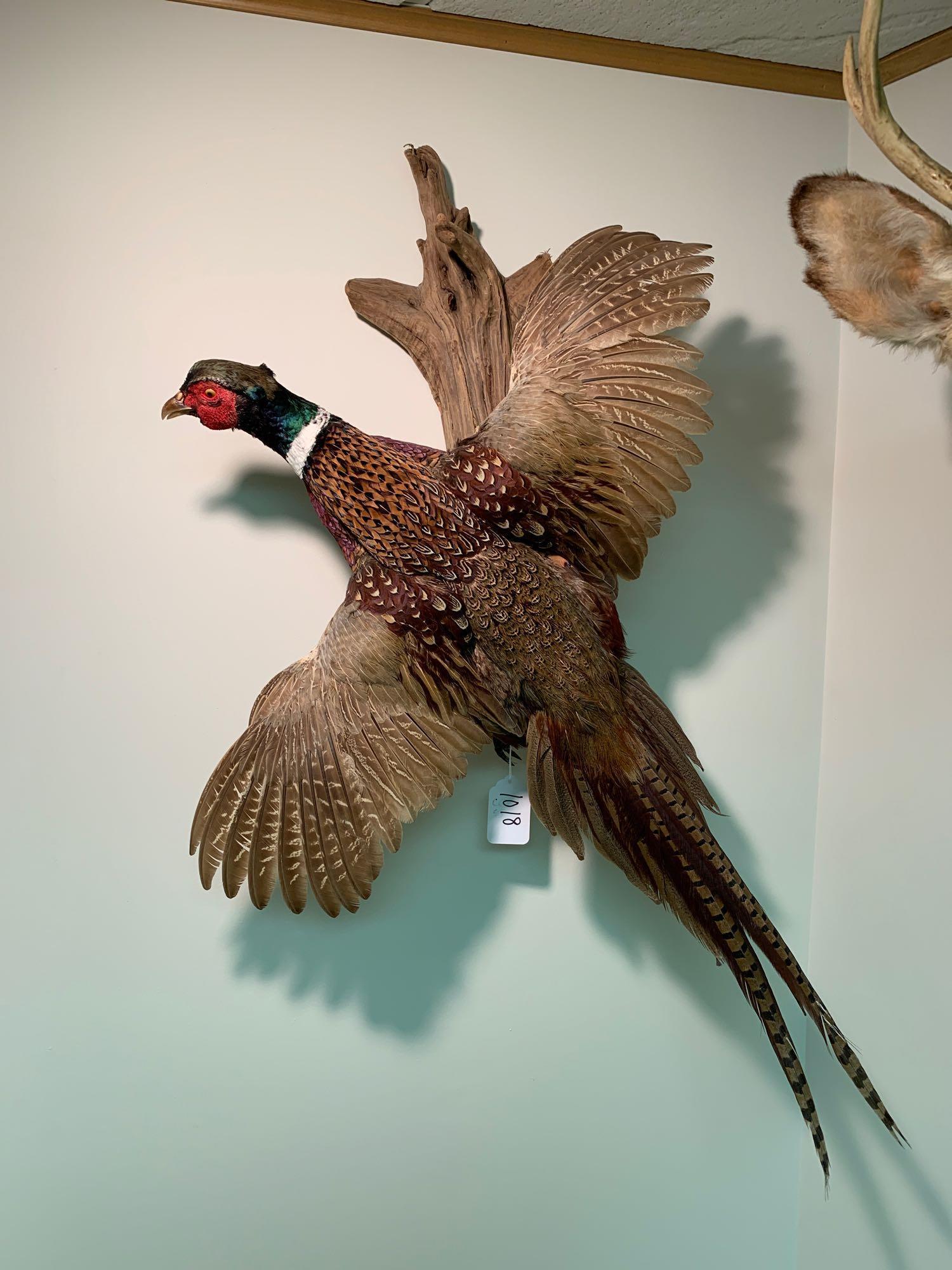 Pheasant: Pheasant with driftwood