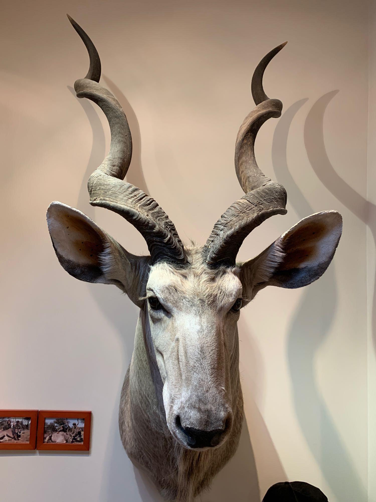 Kudu: Kudu with back skin 54 inch long and 10 inch circumference