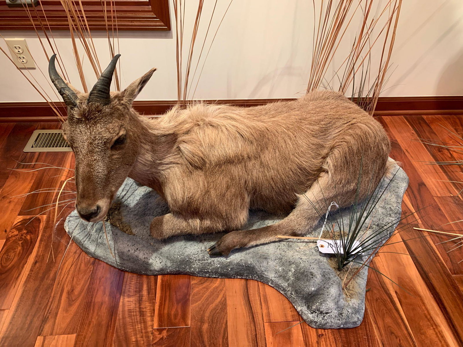 Tahr: Female Tahr full body