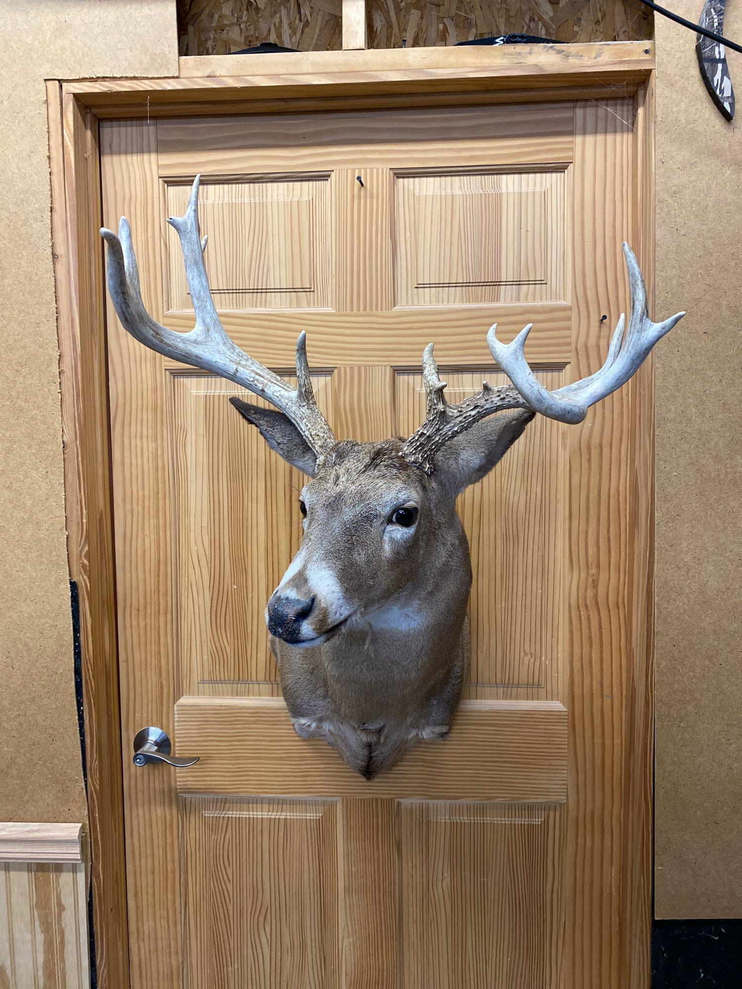 Whitetail: Nice whitetail shoulder mount 12 point.