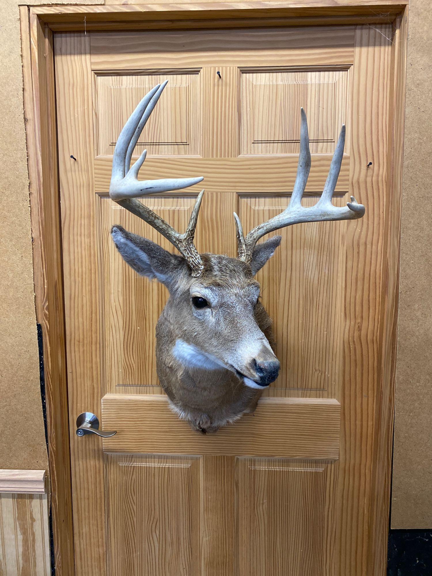 Whitetail: Whitetail shoulder mount 10 point.
