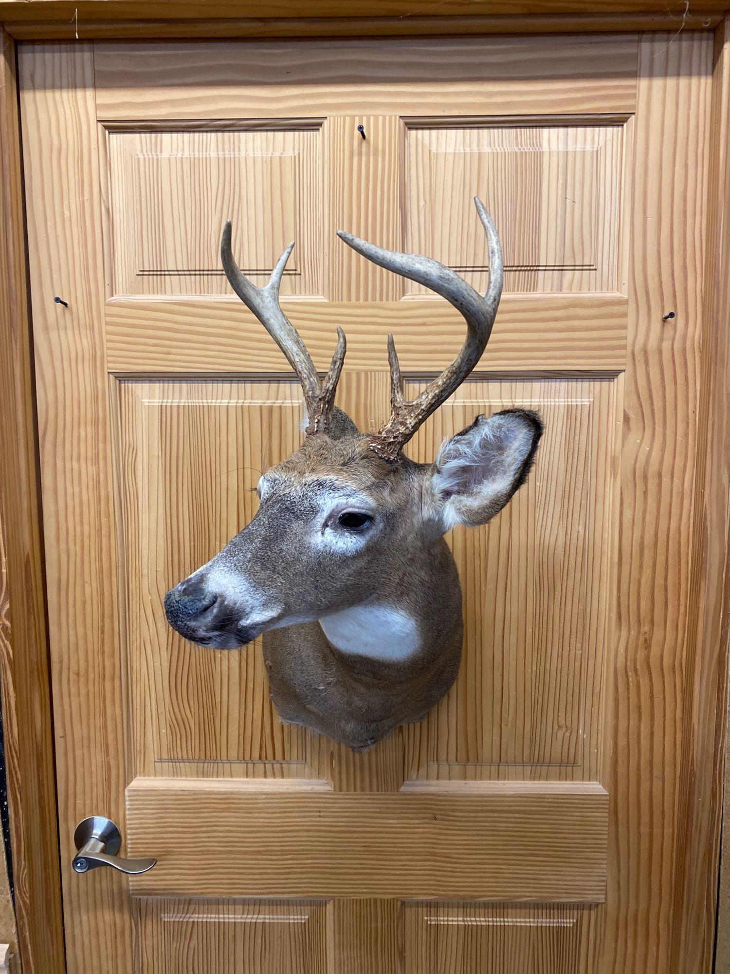 Whitetail: Whitetail shoulder mount six point.