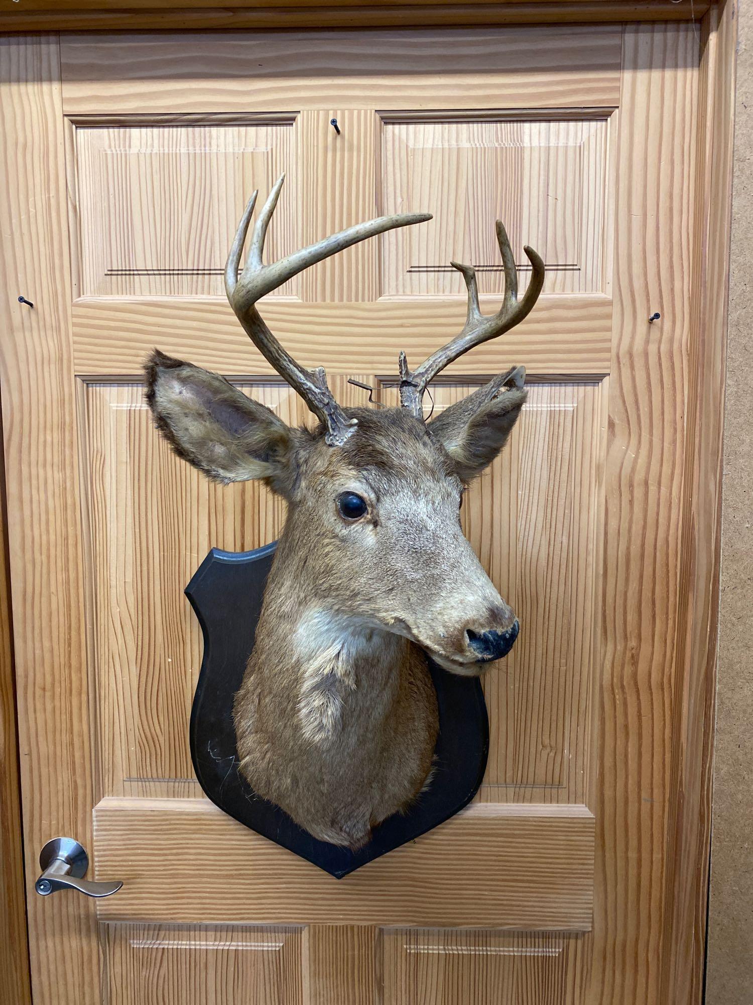 Whitetail: Whitetail shoulder mount eight point