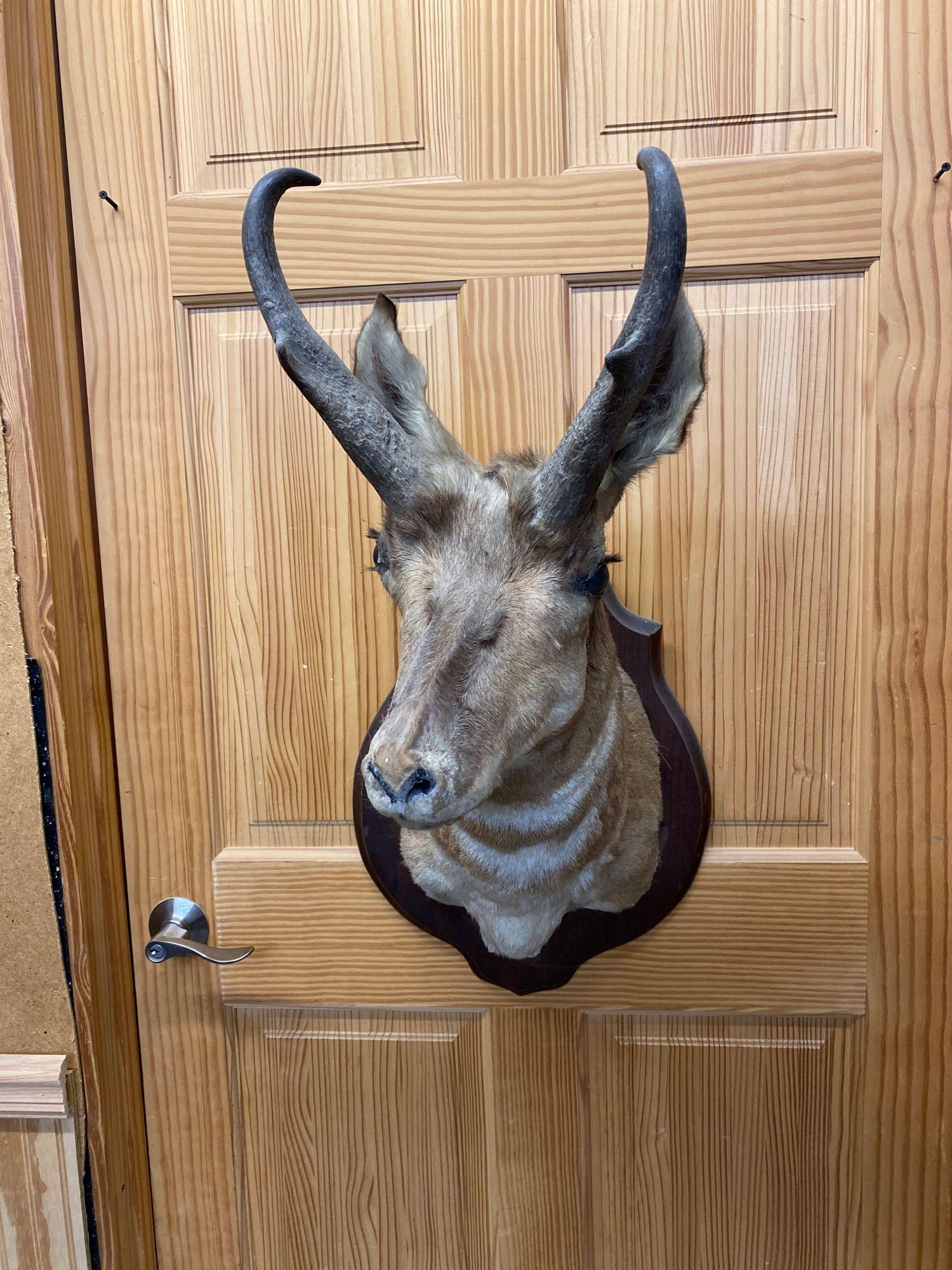 Antelope: Antelope shoulder mount.
