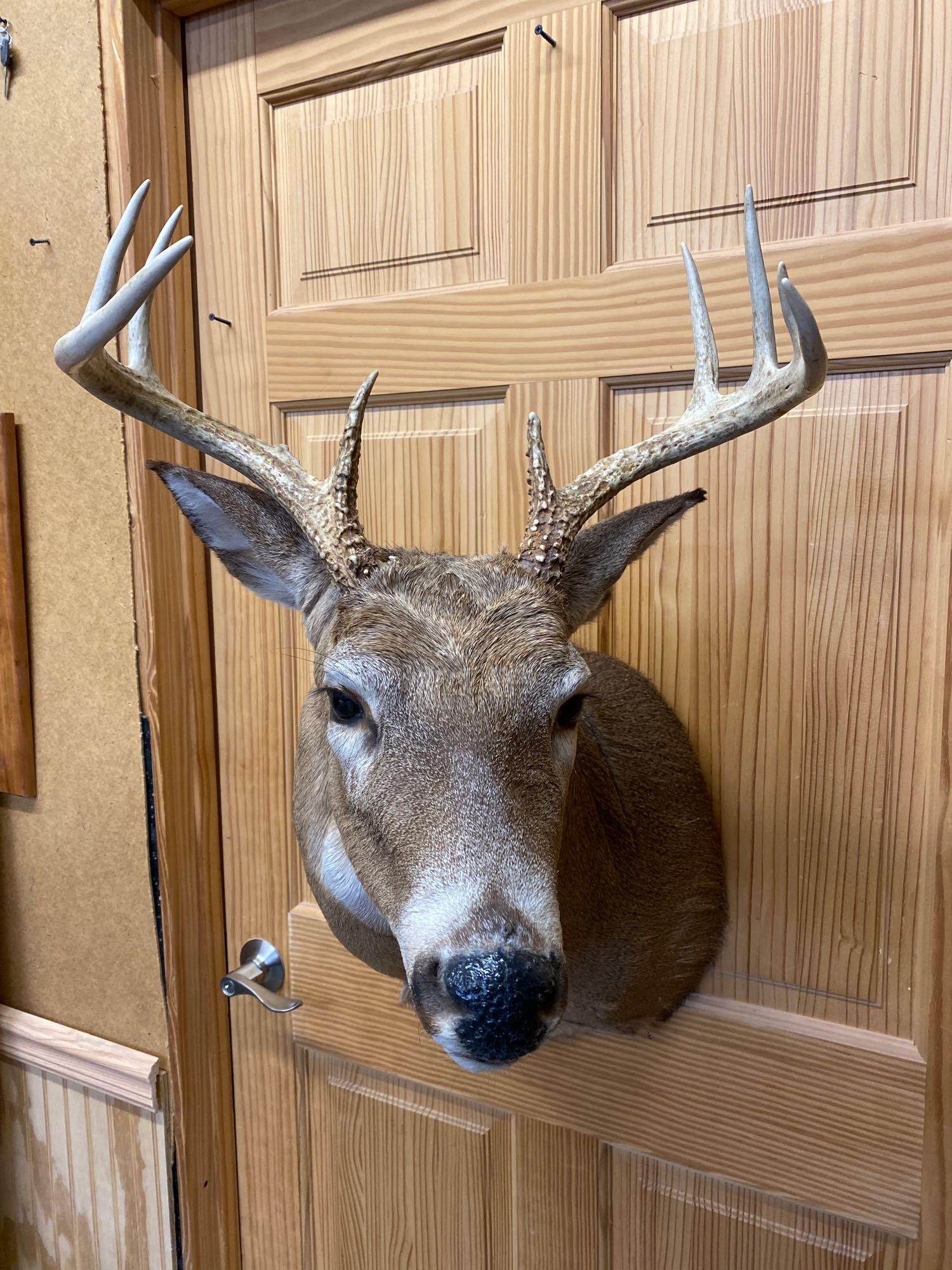 Whitetail: Nice whitetail shoulder mount nine point.