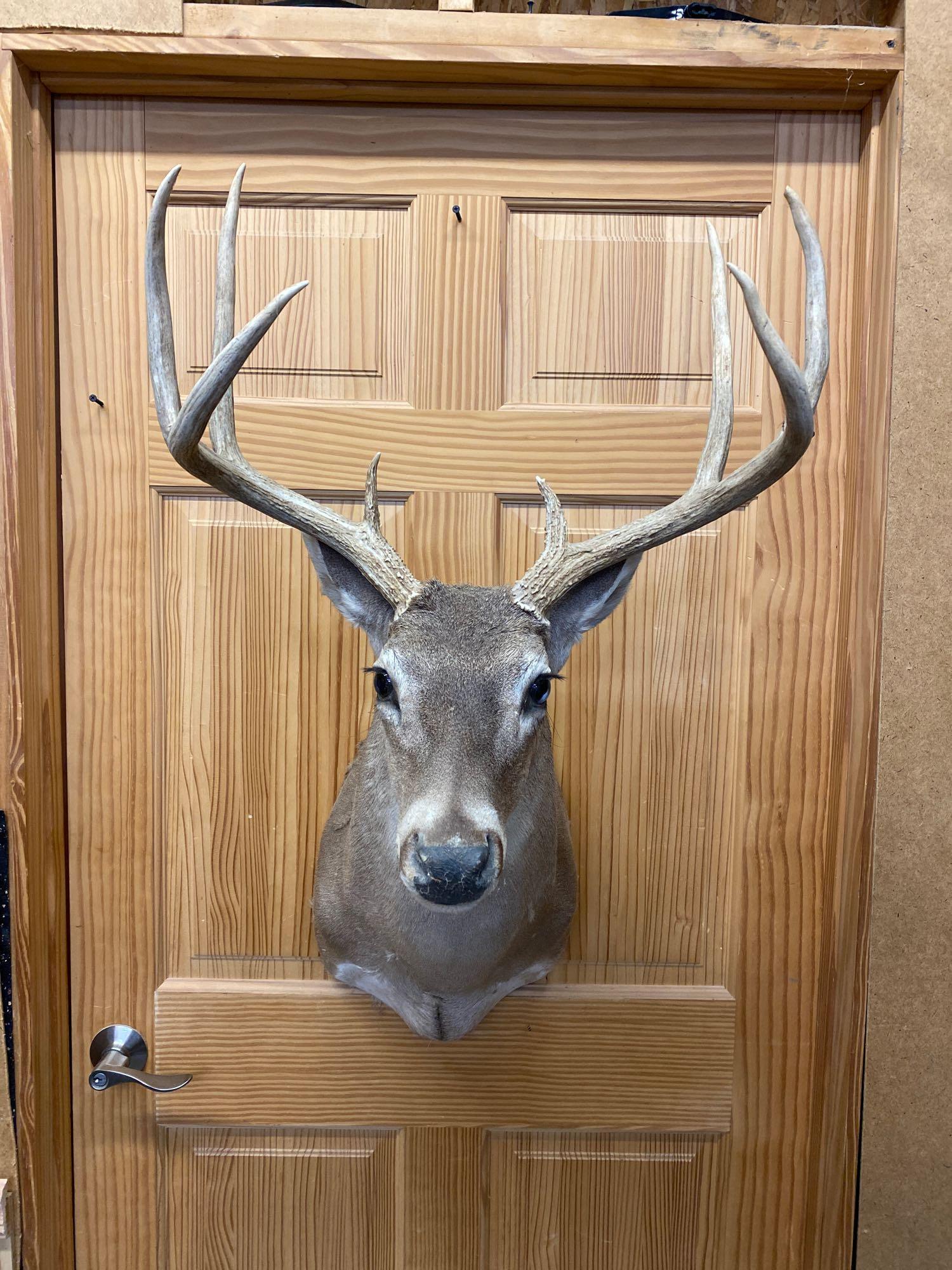 Whitetail: Nice whitetail shoulder mount eight point.