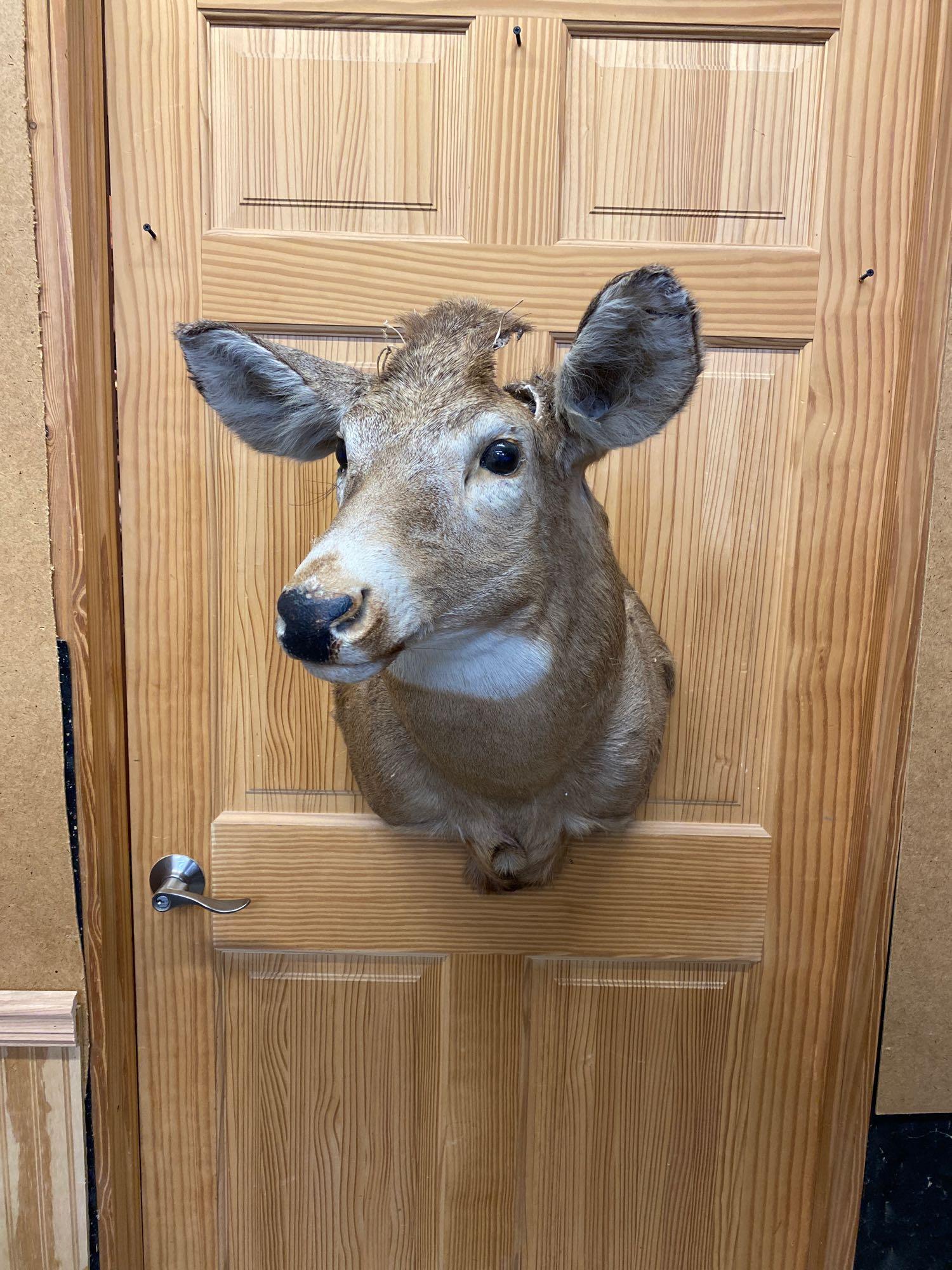 Whitetail: Whitetail shoulder mount. Ready for your Antlers.