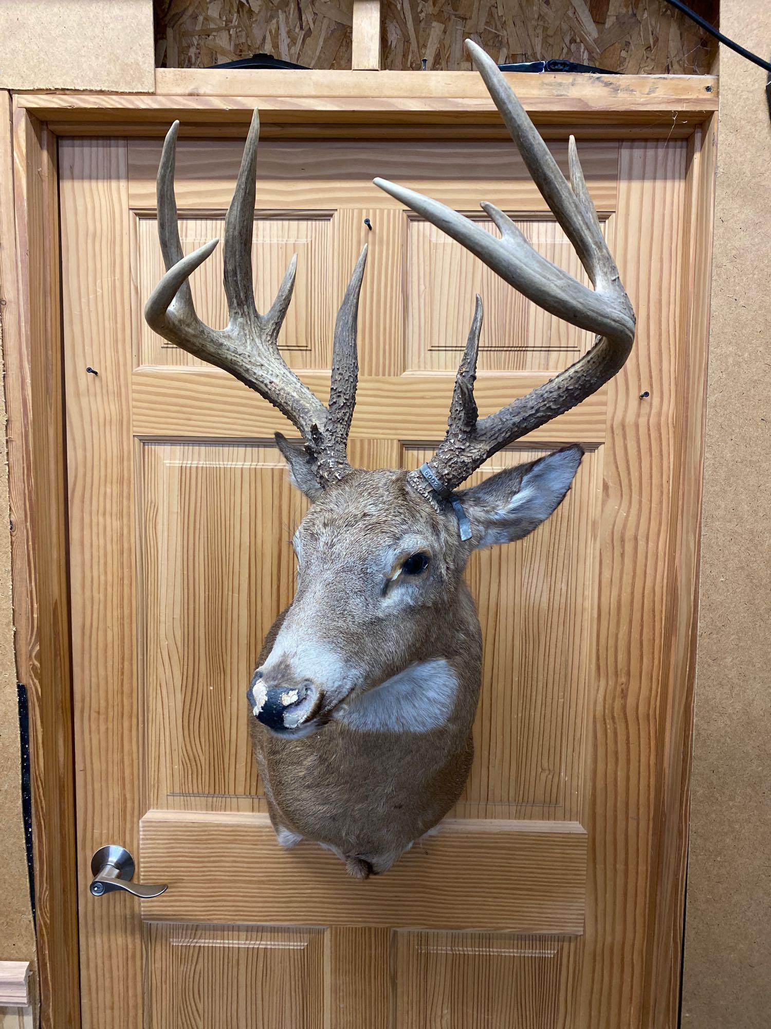 Whitetail: Huge whitetail shoulder mount 13 point.