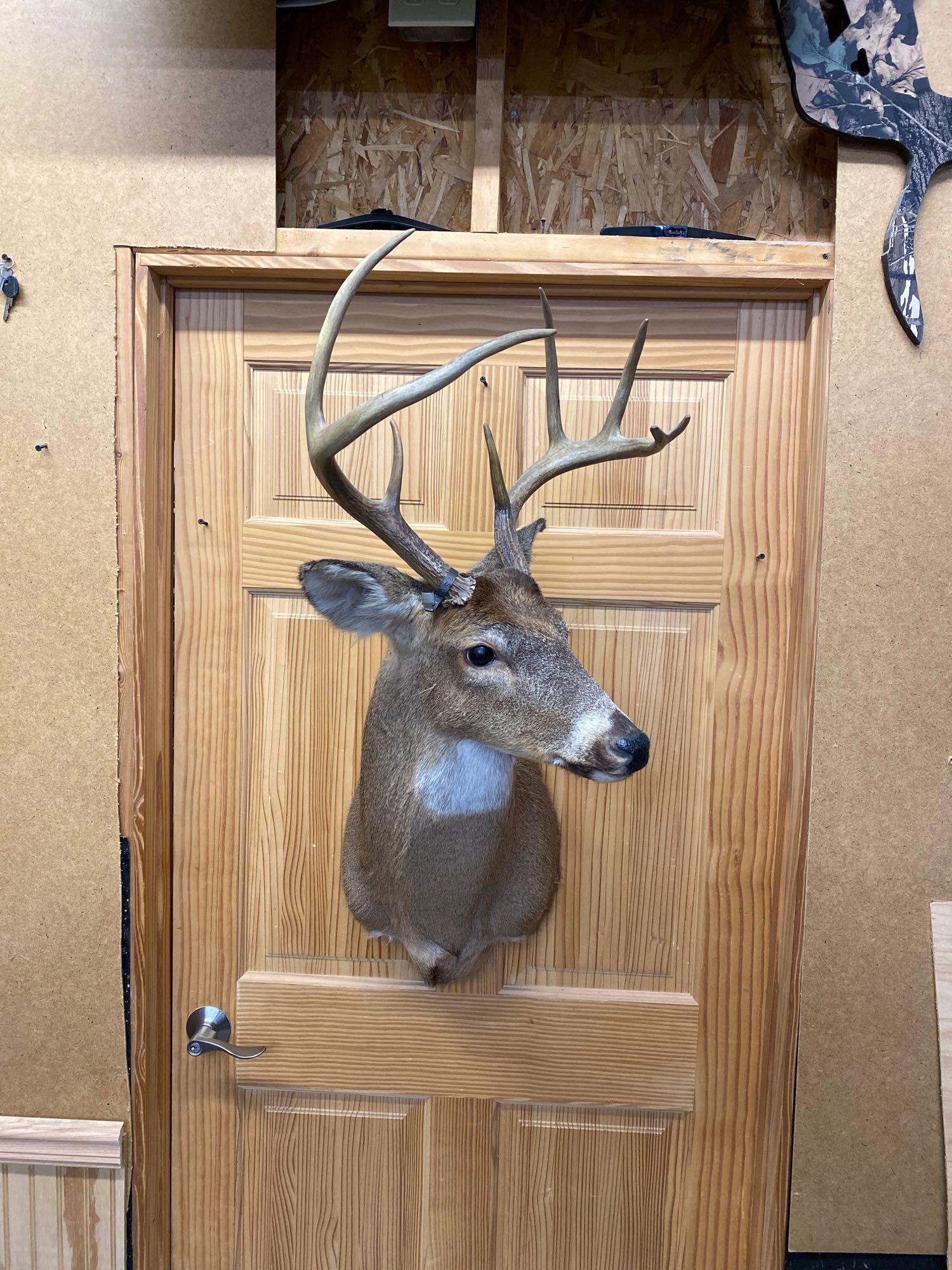 Whitetail: Whitetail shoulder mount eight point.