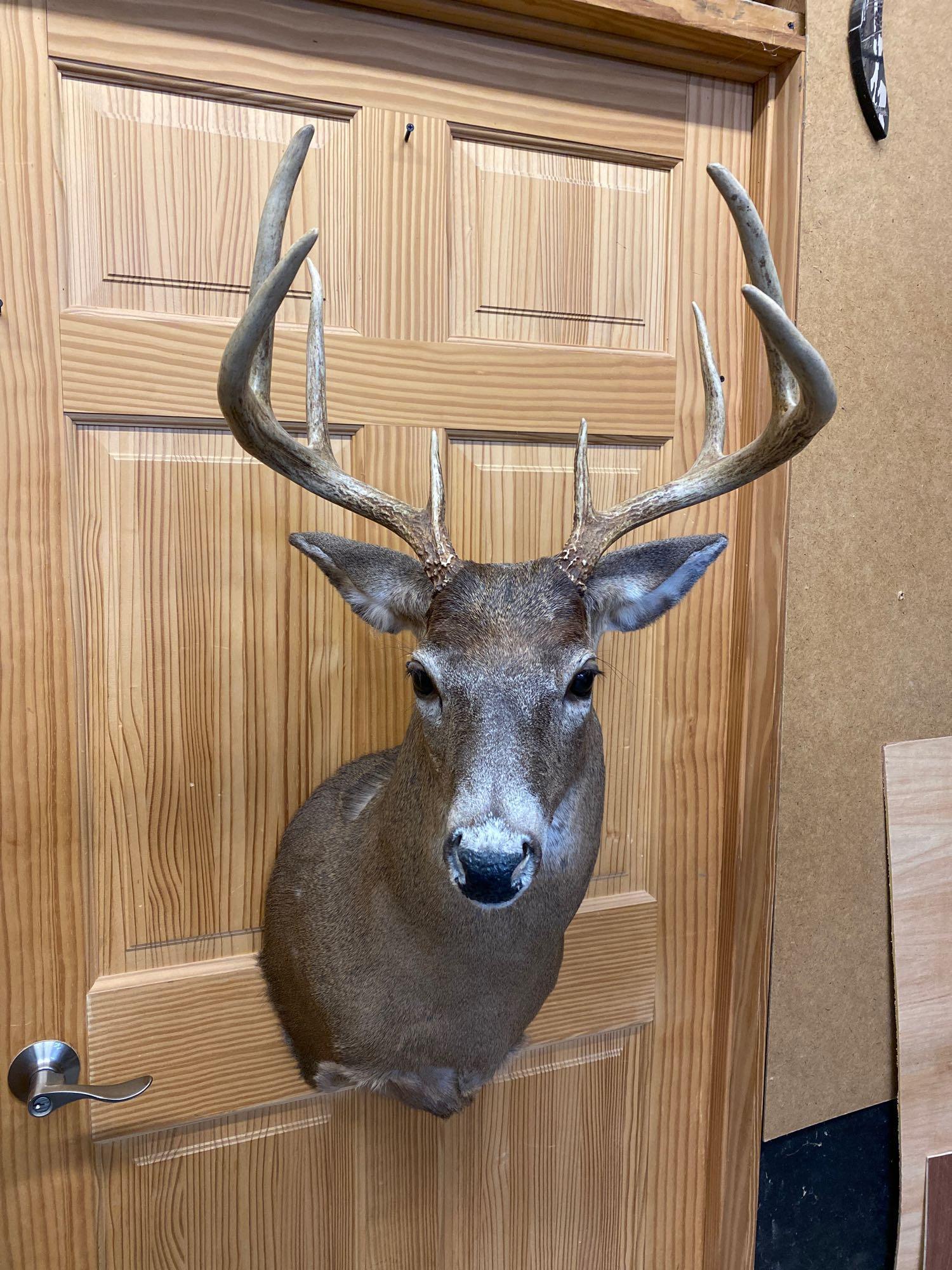 Whitetail: Whitetail shoulder mount 8 point.