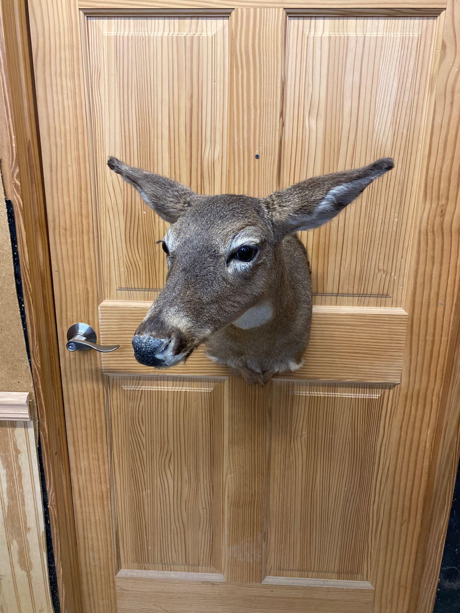 Whitetail: Whitetail doe shoulder mount