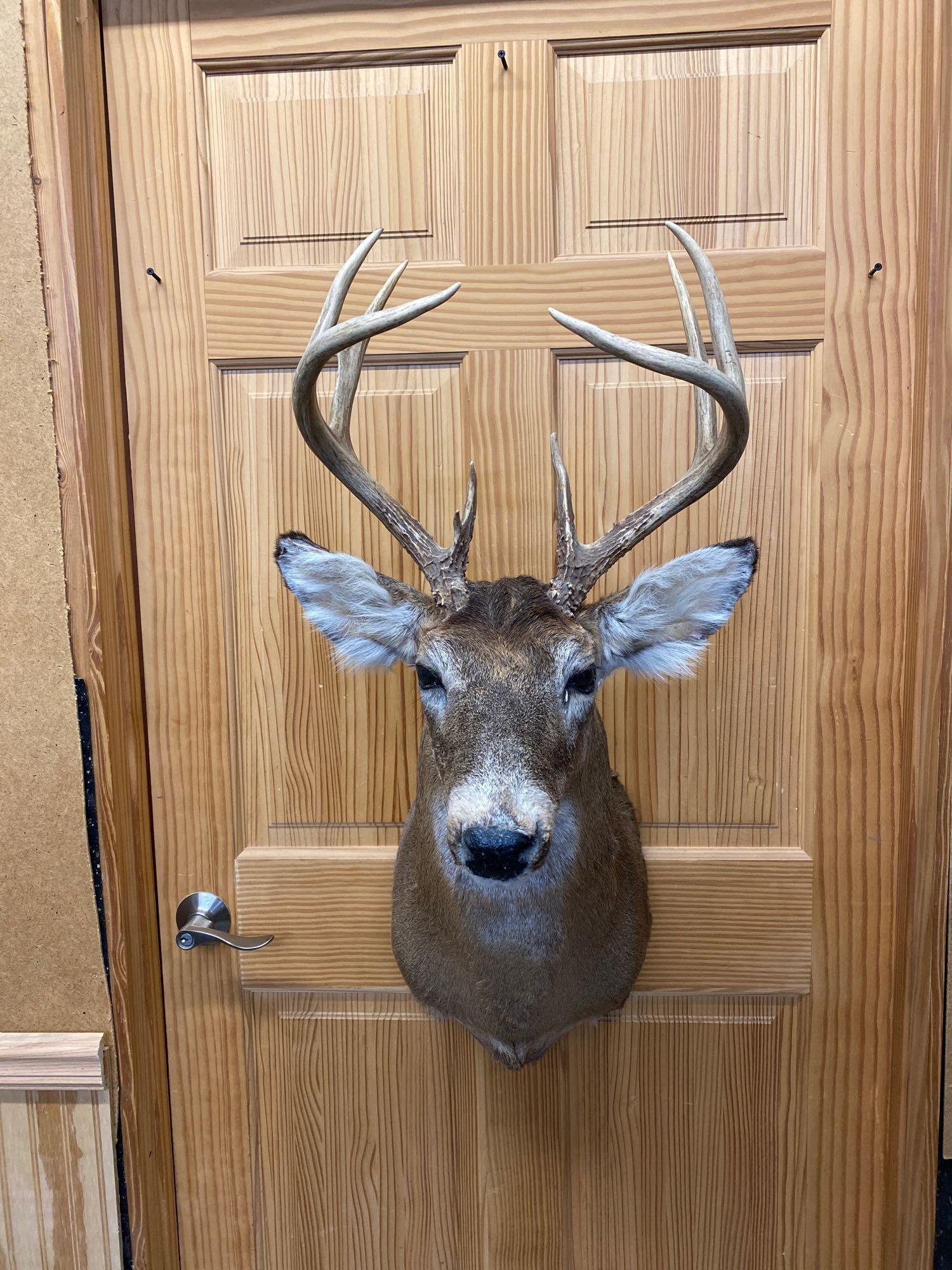 Whitetail: Whitetail shoulder mount 9 point