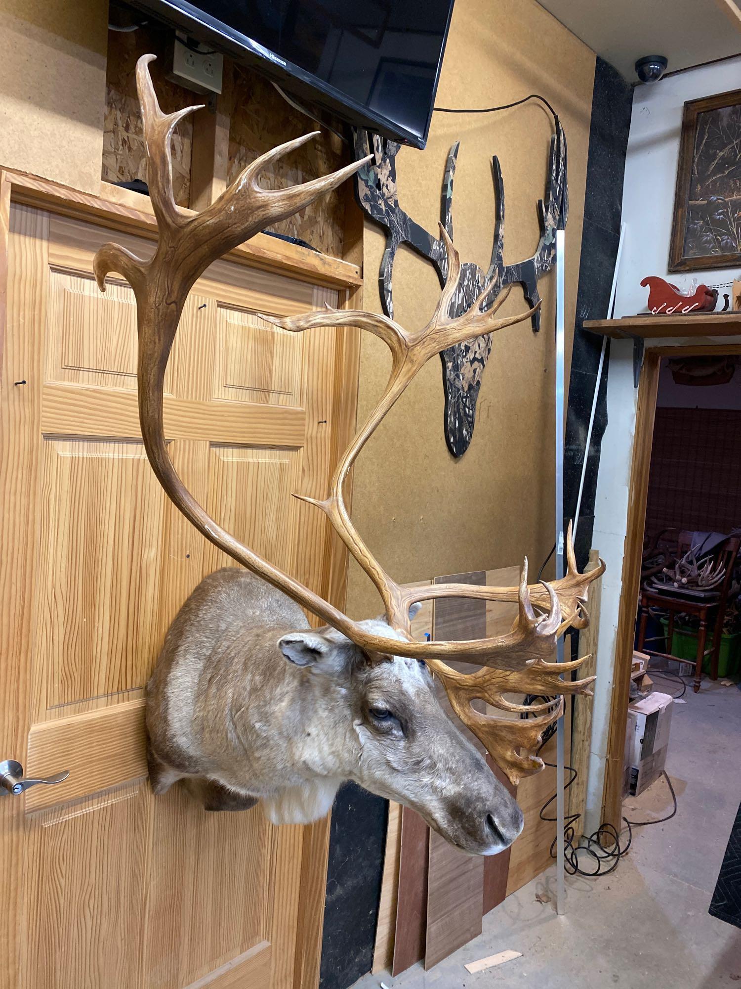 Caribou: Nice Caribou shoulder mount.