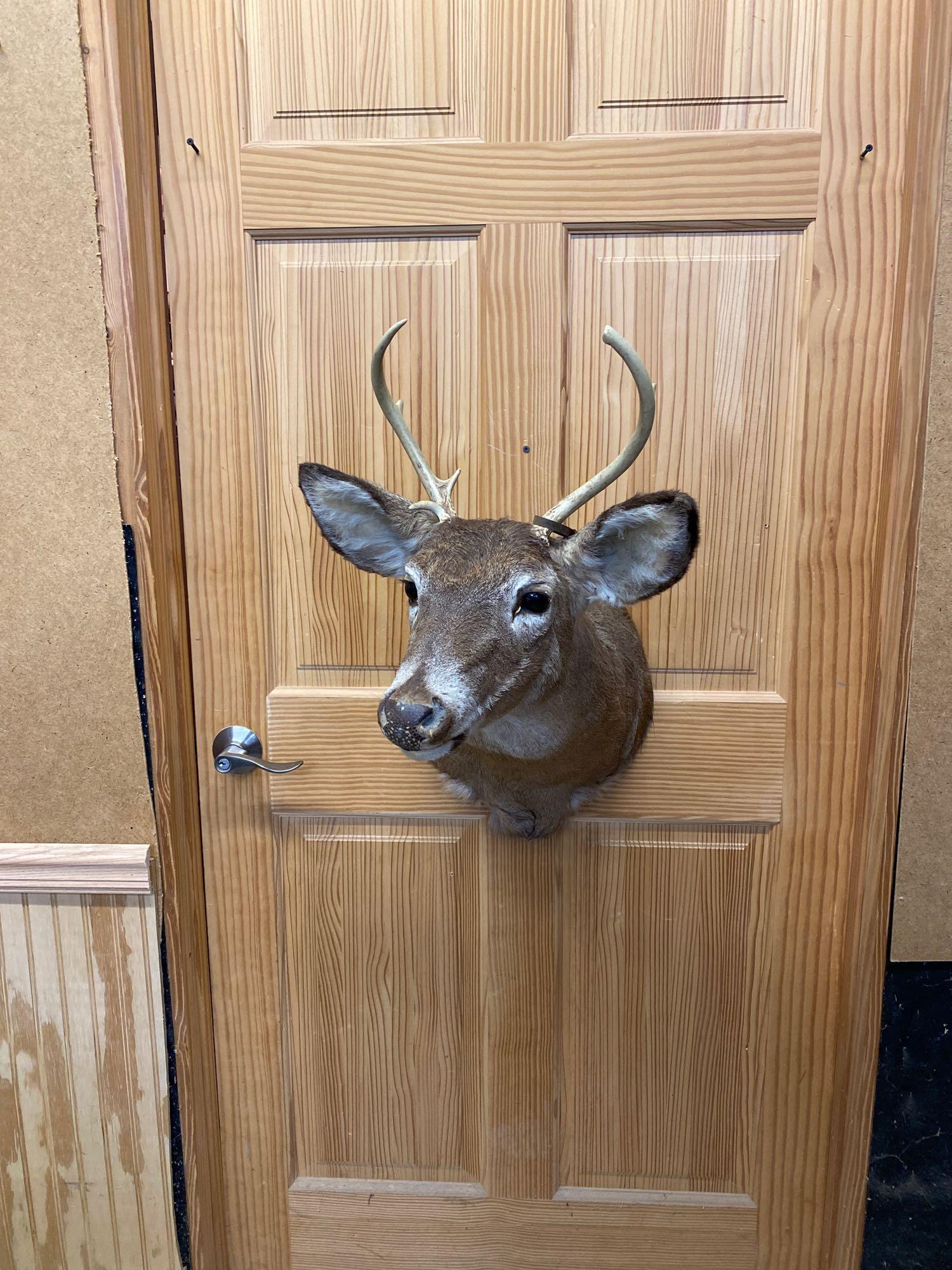 Whitetail: Whitetail shoulder mount six point.