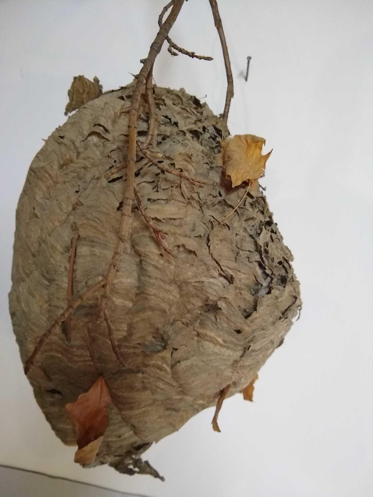 Large Hornet's Nest: Large Hornet's Nest in excellent condition (Hornets included). Keeps away any unwanted neighbors.