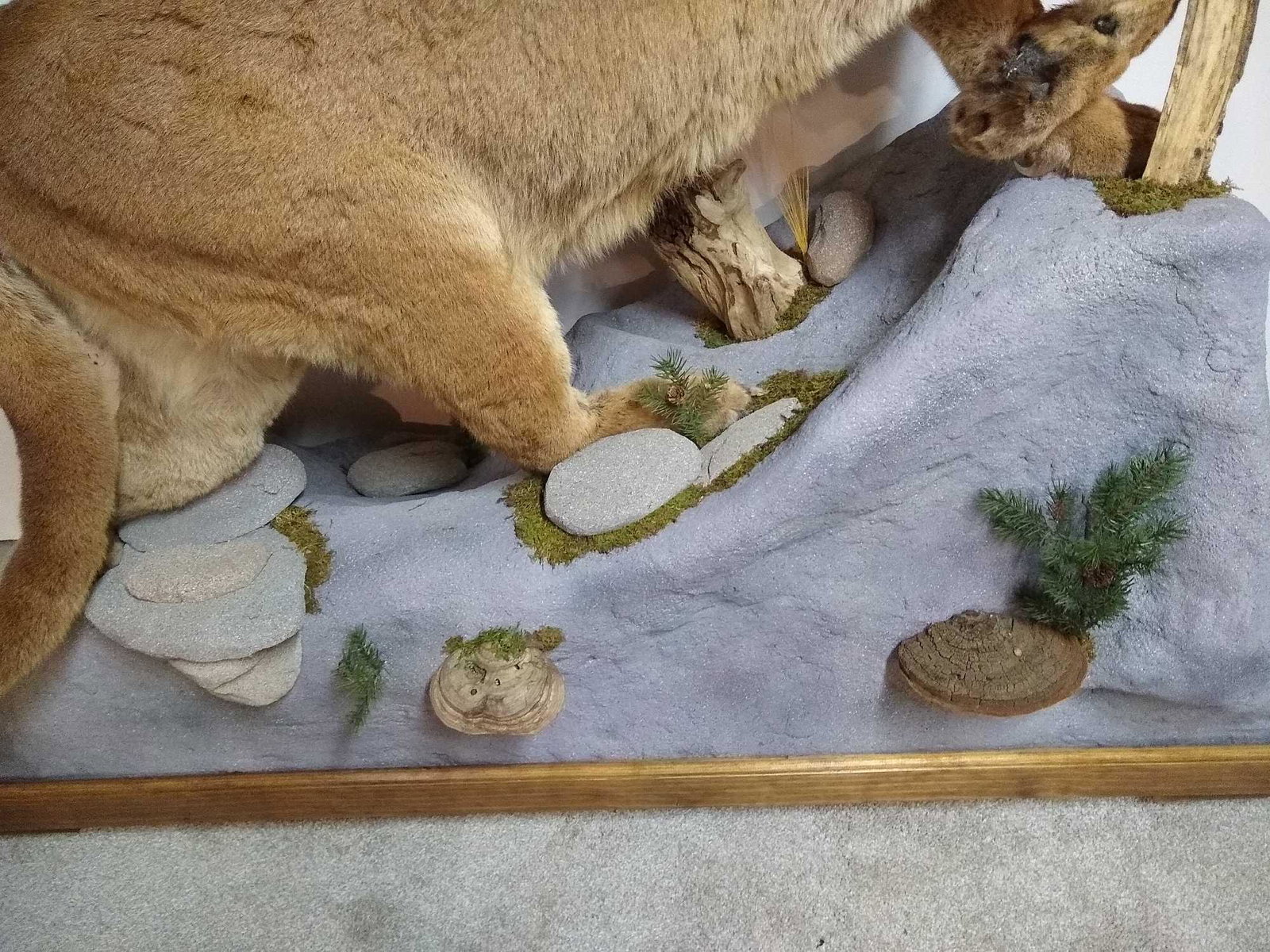Huge Monarch Mountain Lion: Huge Monarch Mountain Lion on an amazingly beautiful habitat base. King of the high places, that once in a lifetime big trophy cat! 28"w x 63"l x 56"h