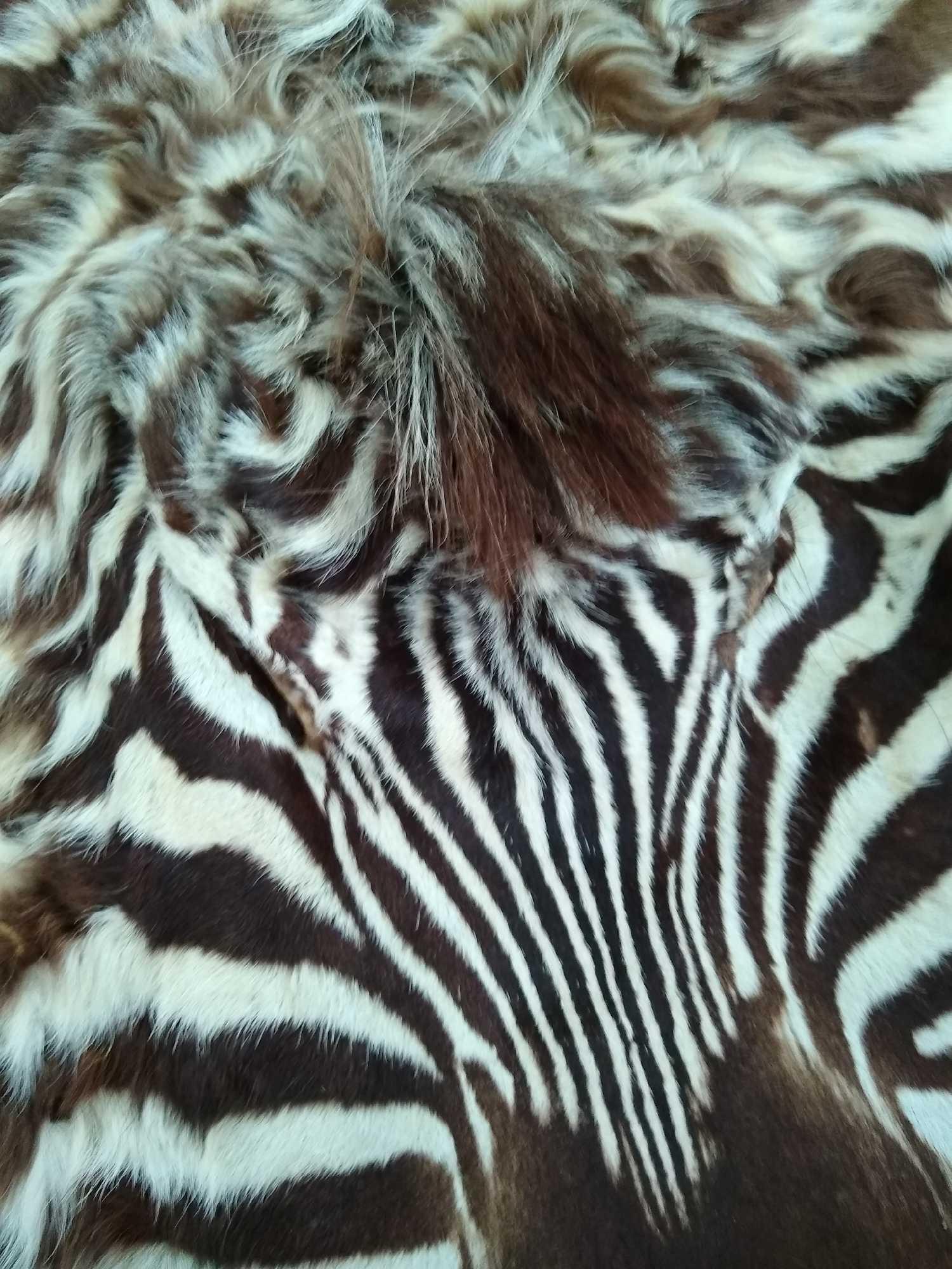 Large Zebra Rug: Large Zebra Rug, soft tanned an interior designers delight. Not many available. Nose to tail 96"Lx71"W.